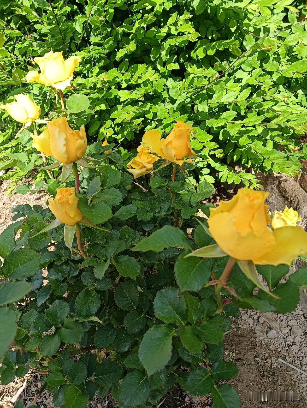 阳光下的黄色玫瑰，绽放出无限的生机与美丽。🌸🌞