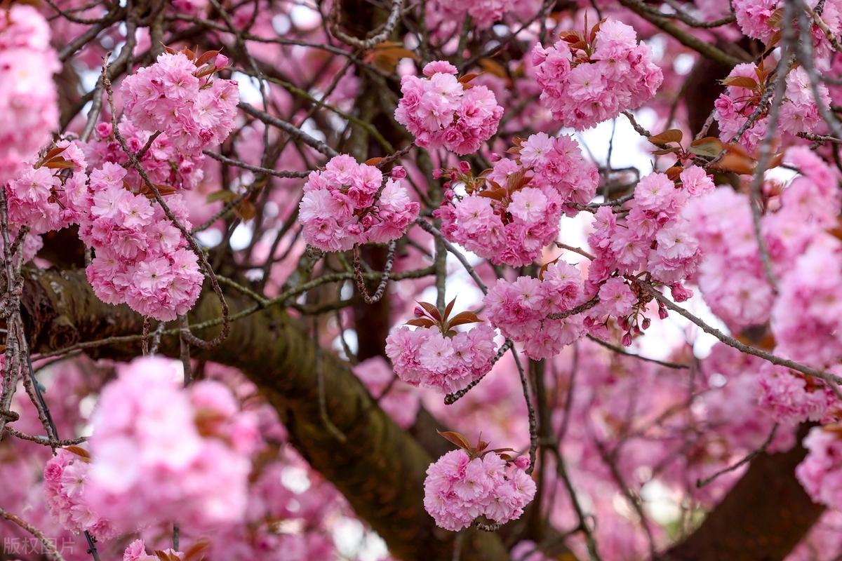 没有人告诉我，长大今后的咱们，会做着普通的工作，谈一场不怎么样的恋爱。本来，长大