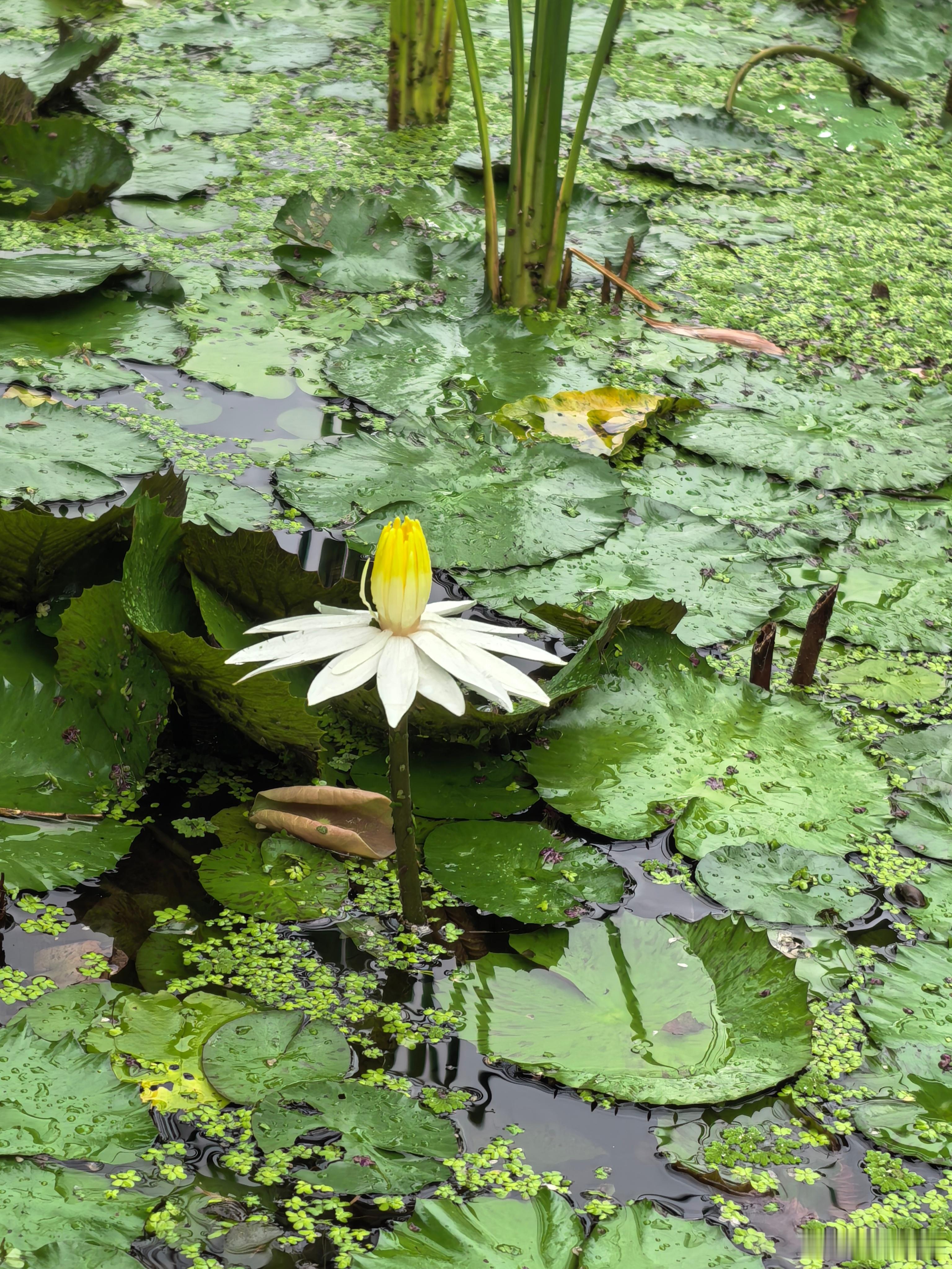 我观察了几天才发现，池子里的白莲花晚上会盛开，太阳完全升起来之后就变回花骨朵。 