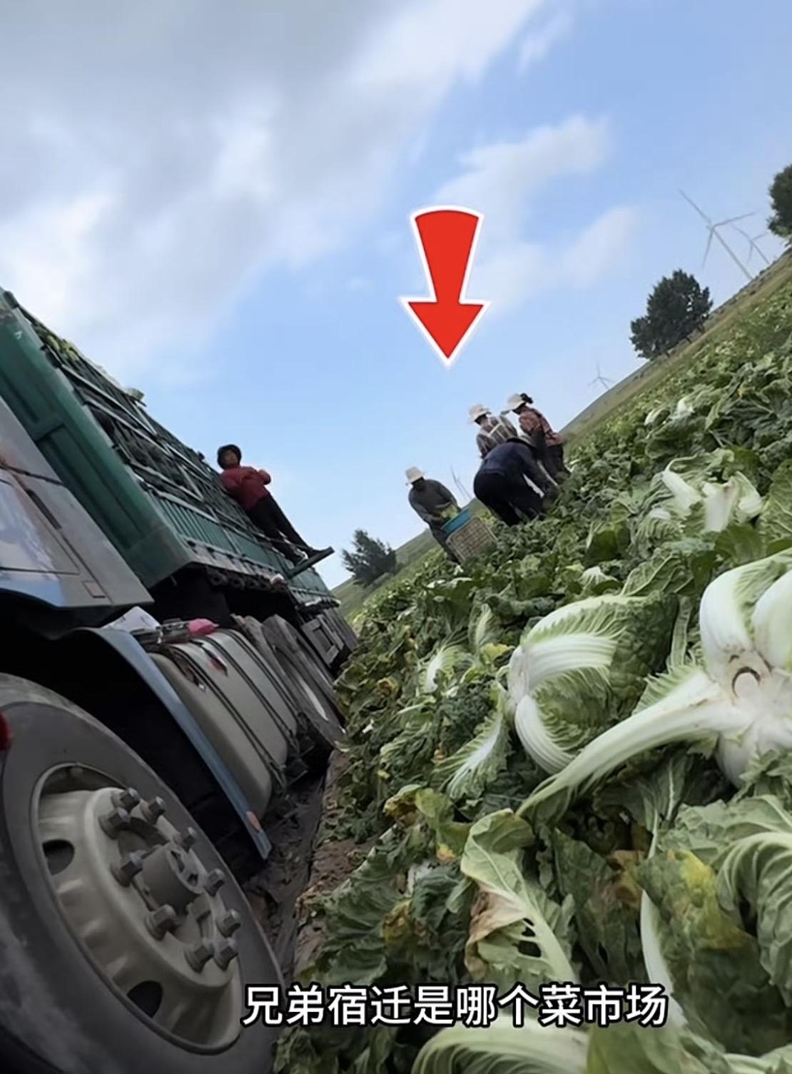 哎我去，到底还有什么是安全的？连几毛钱的大白菜都不放过？！

真是闻所未闻，大白