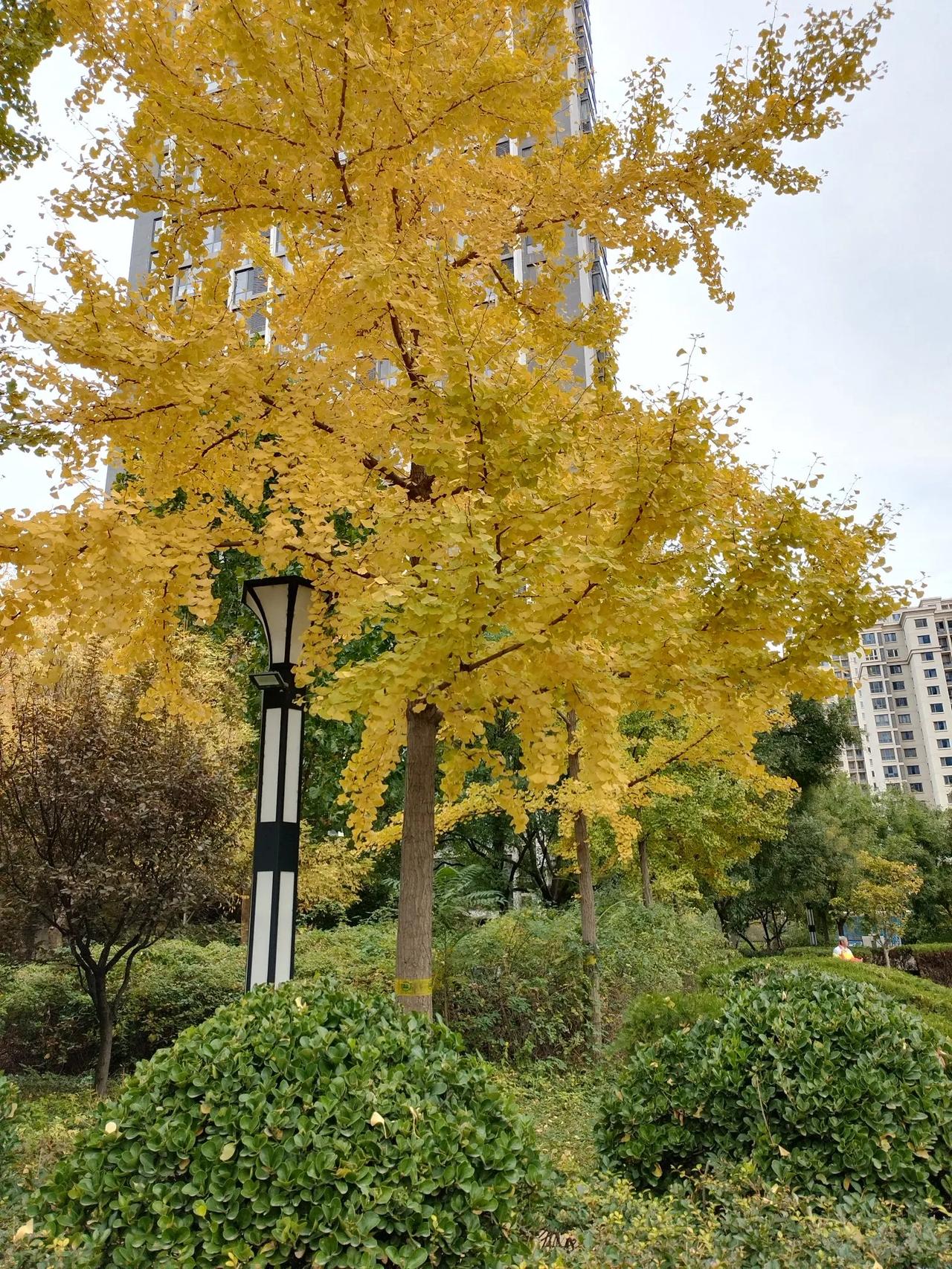 初冬
文/李耀海   


西风秋日去，冷气九冬来。
絮白通州渡，枫红大葆台
朝