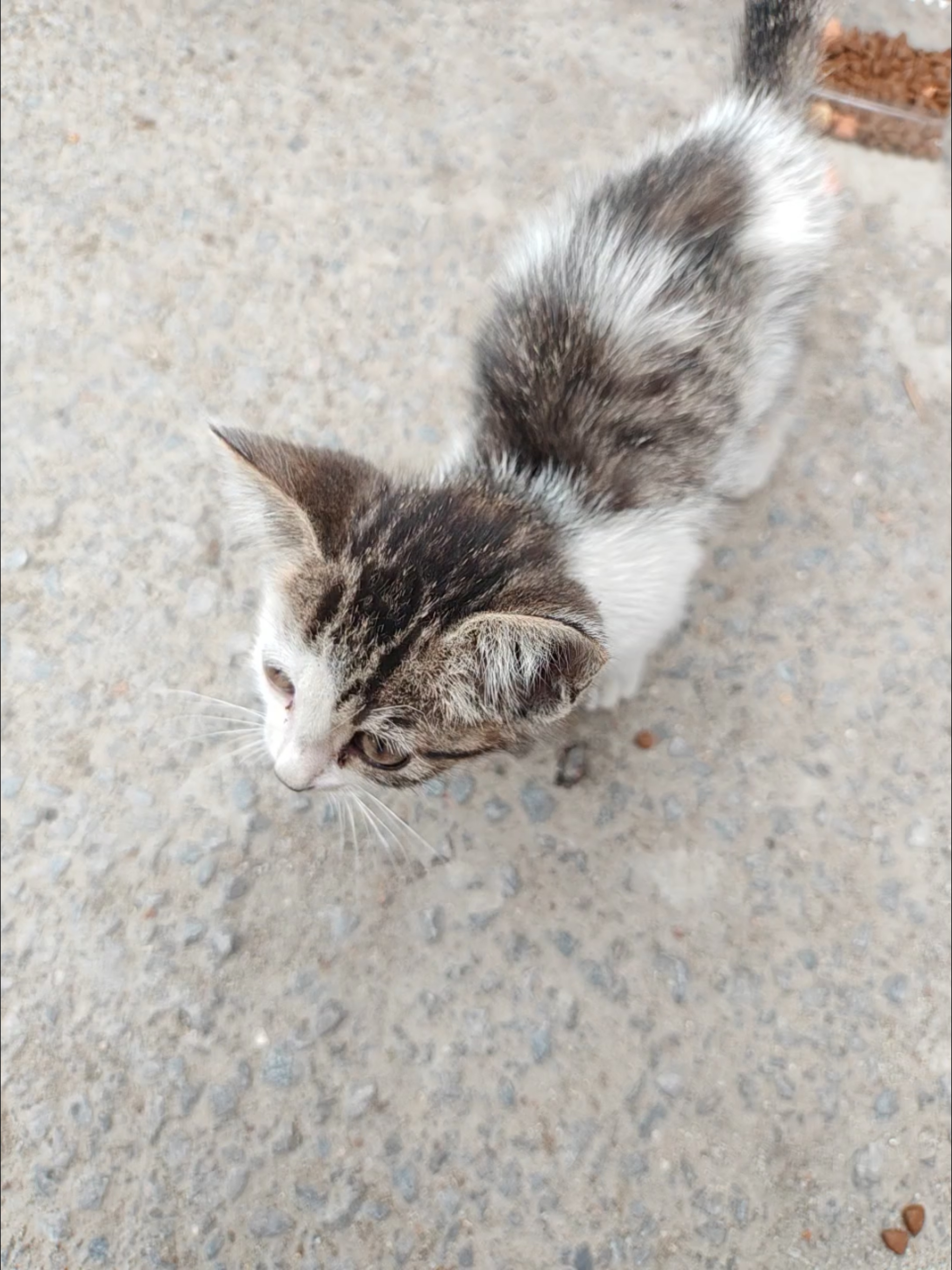 这么小的小猫害怕往我脖子上爬又给我抓一道，幸好狂犬疫苗有三个月保护期我不用再打了