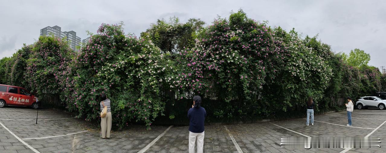 女人们最喜欢在花团锦簇的花墙下打卡，还说什么人美，花美，景美，赏心悦目。

今年