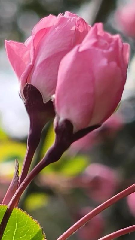 19号早上，领导再次重复了前两天说过的话：“近几日，公司领导和总部人员会来本项目