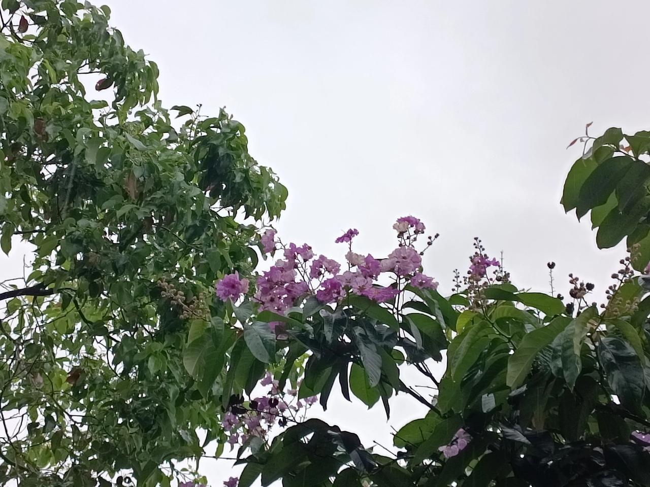 上头条召唤豆包 
雨后初晴，紫花绽放，绿意盎然，自然之美。