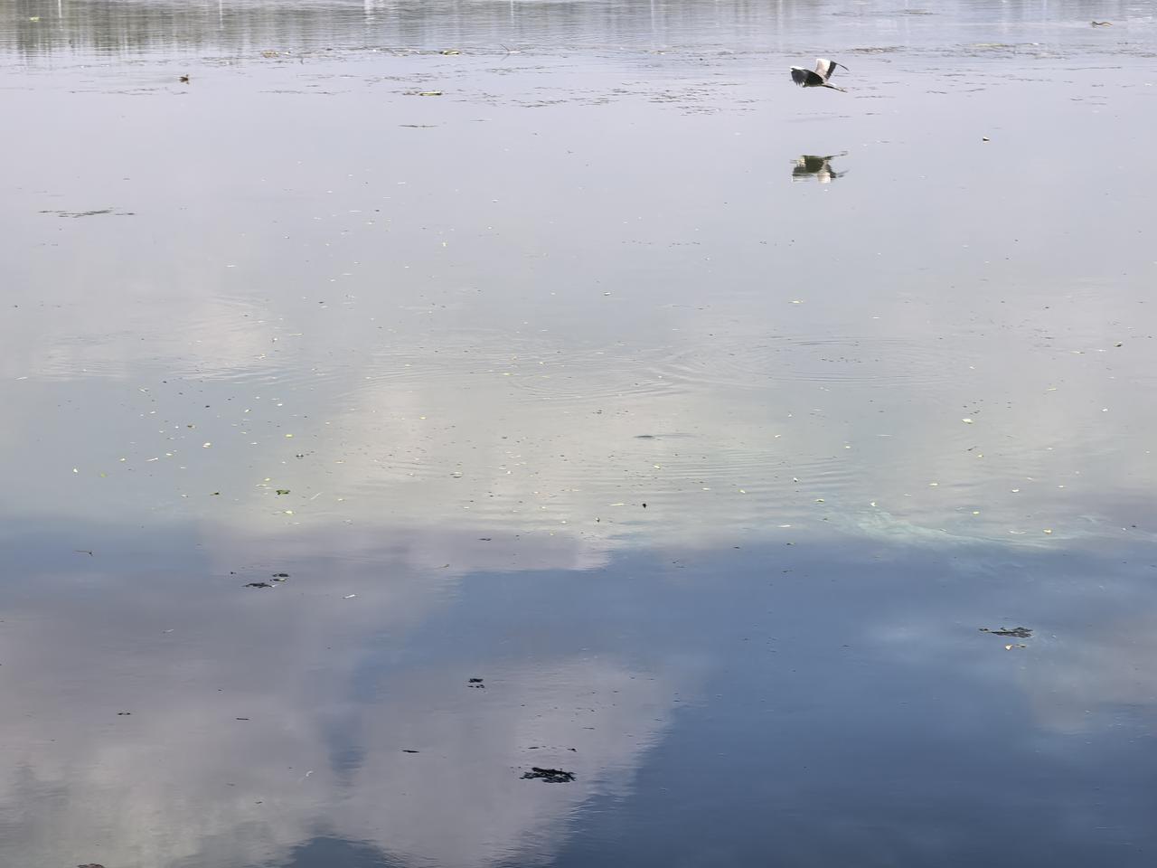 晒图笔记大赛天鹅湖的宁静，走进湿地公园就完全不一样，脚下是林间小道，耳边是风吹树