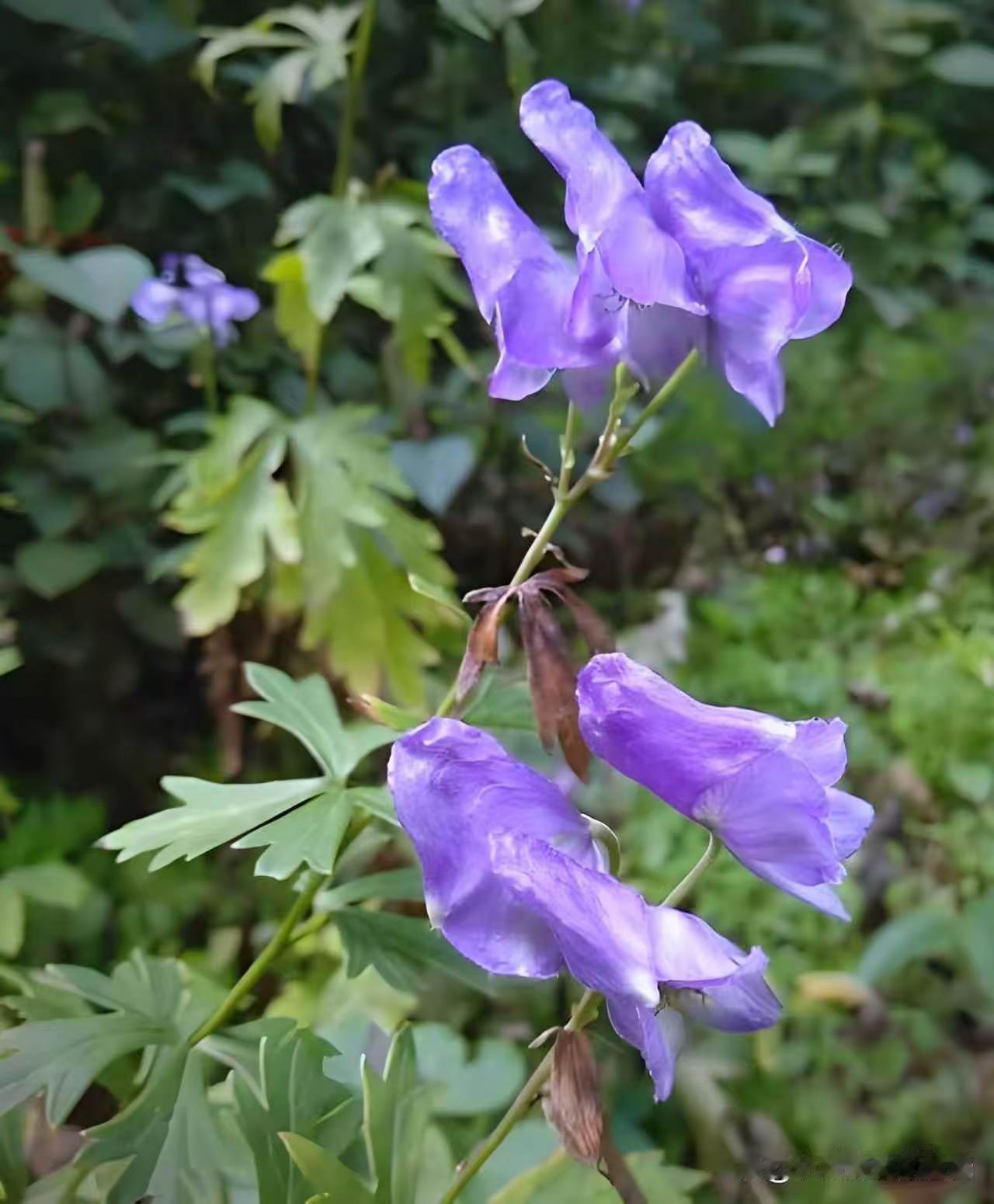 花草无言自愈凡俗