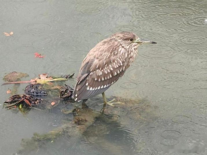 #鸟粉投稿# 淋雨的【夜鹭】孩子还没成年 ​​​