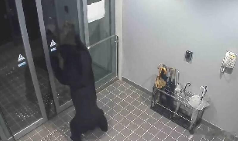 【日本秋田熊闯民宅连伤4人 警方设陷阱围捕仍未离开】海外新鲜事 日本秋田县汤泽市