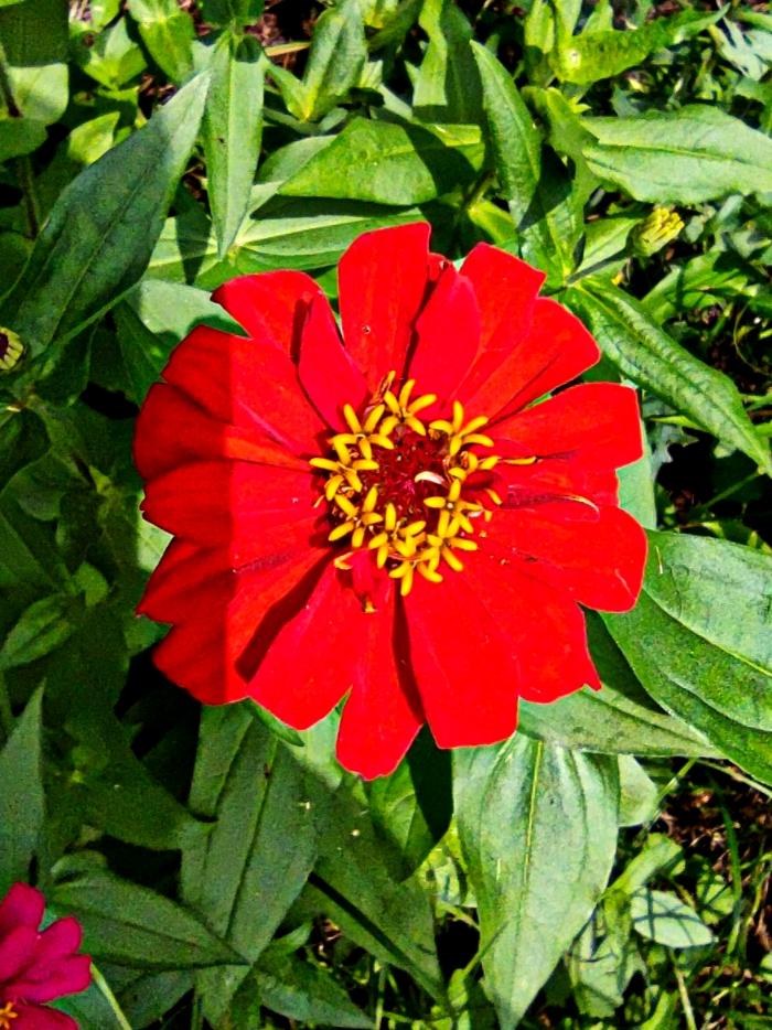夏日美丽的《百日菊》，百日菊是北方夏日常见的小花。颜色丰富多彩，花期可达百日，深