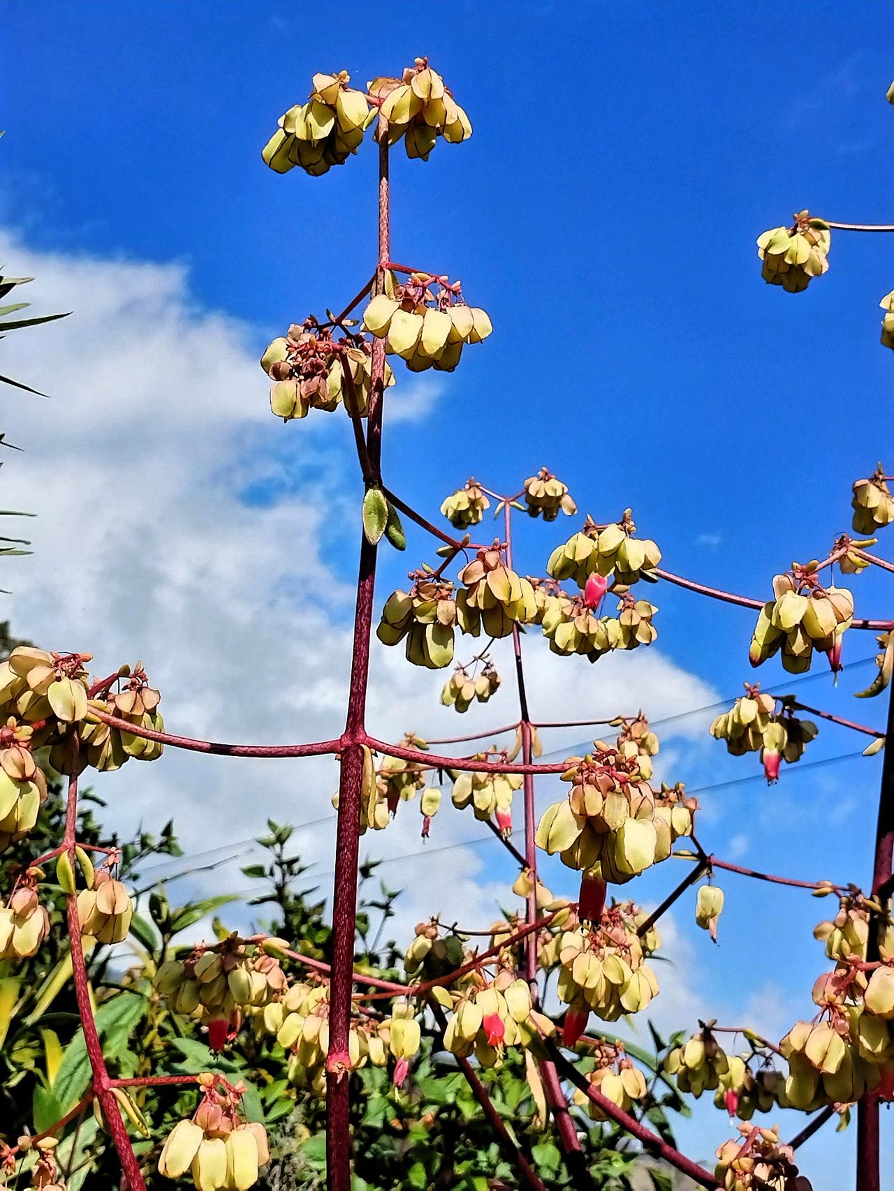 蓝天白云下的热带植物，生机勃勃！