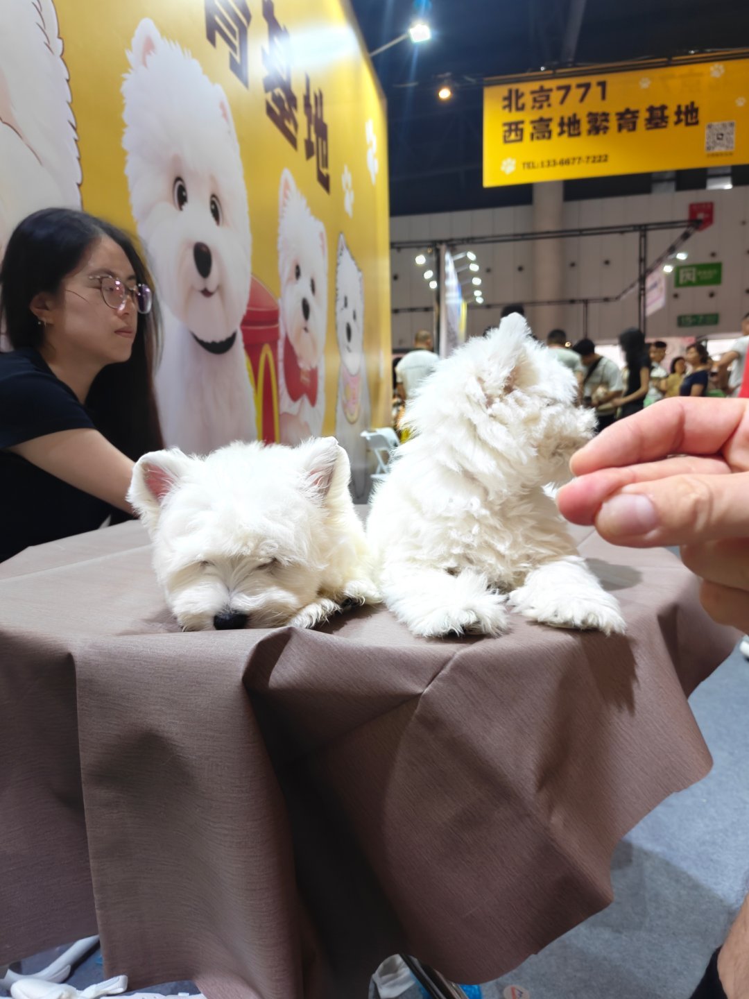 来宠博会带了只狗回家
