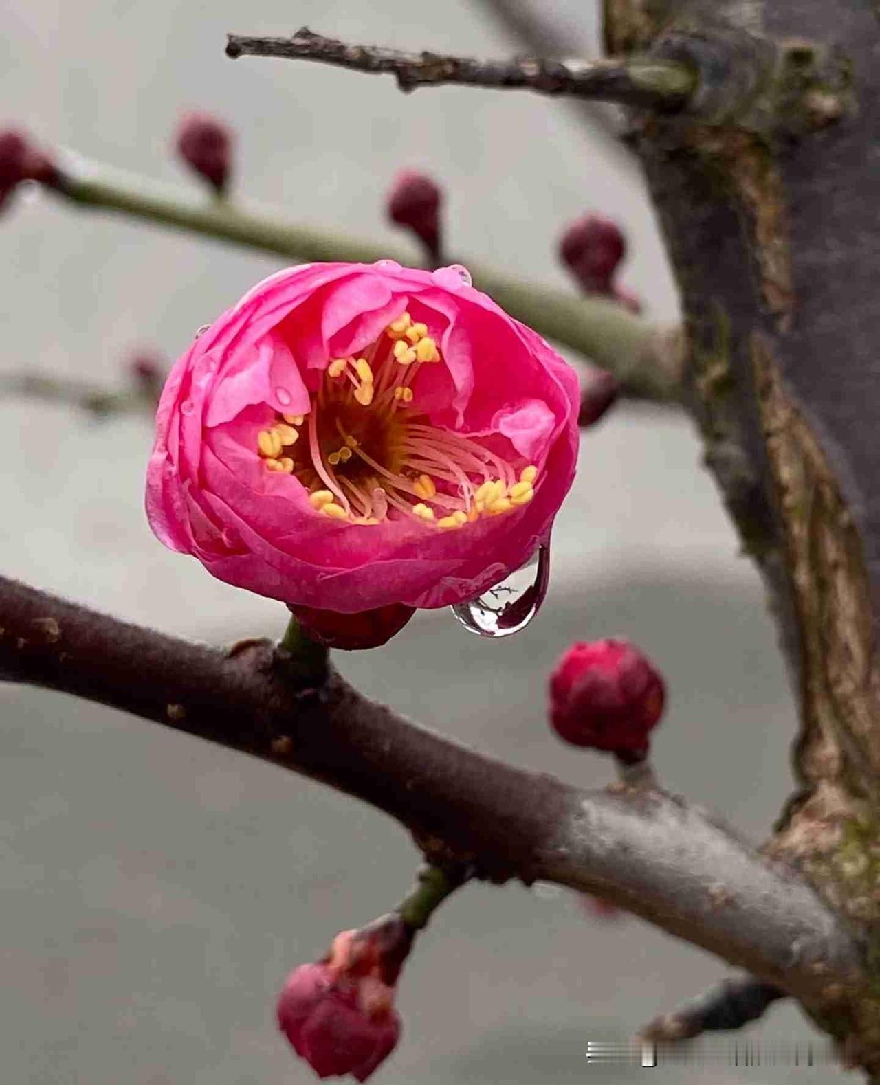 我的今日状态：💰期待暴富
我这里的天气：🌧下雨

腊月初一就赶上小雨啦！淅淅