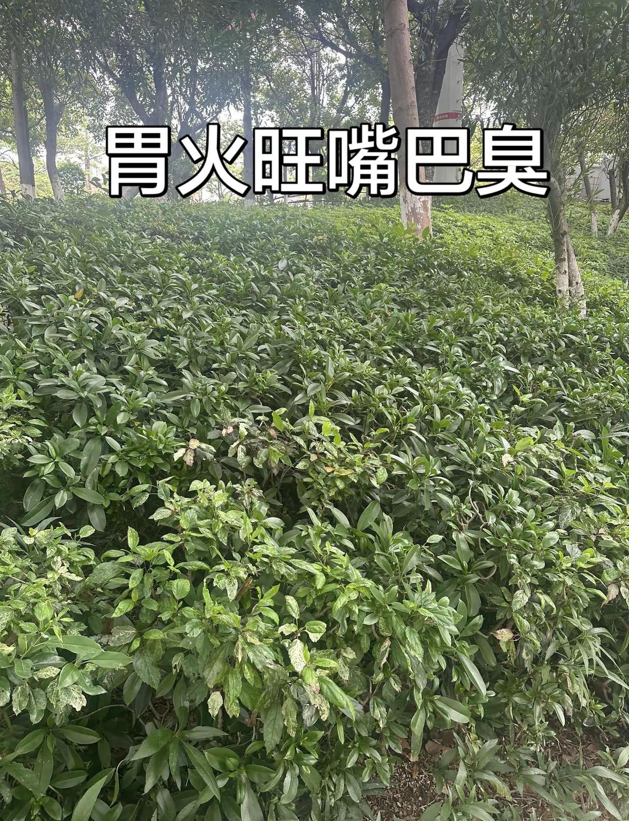 马刺主场重拳出击！西决G6狂胜雷霆27分118-91带走胜利，大比分扳平3:3文