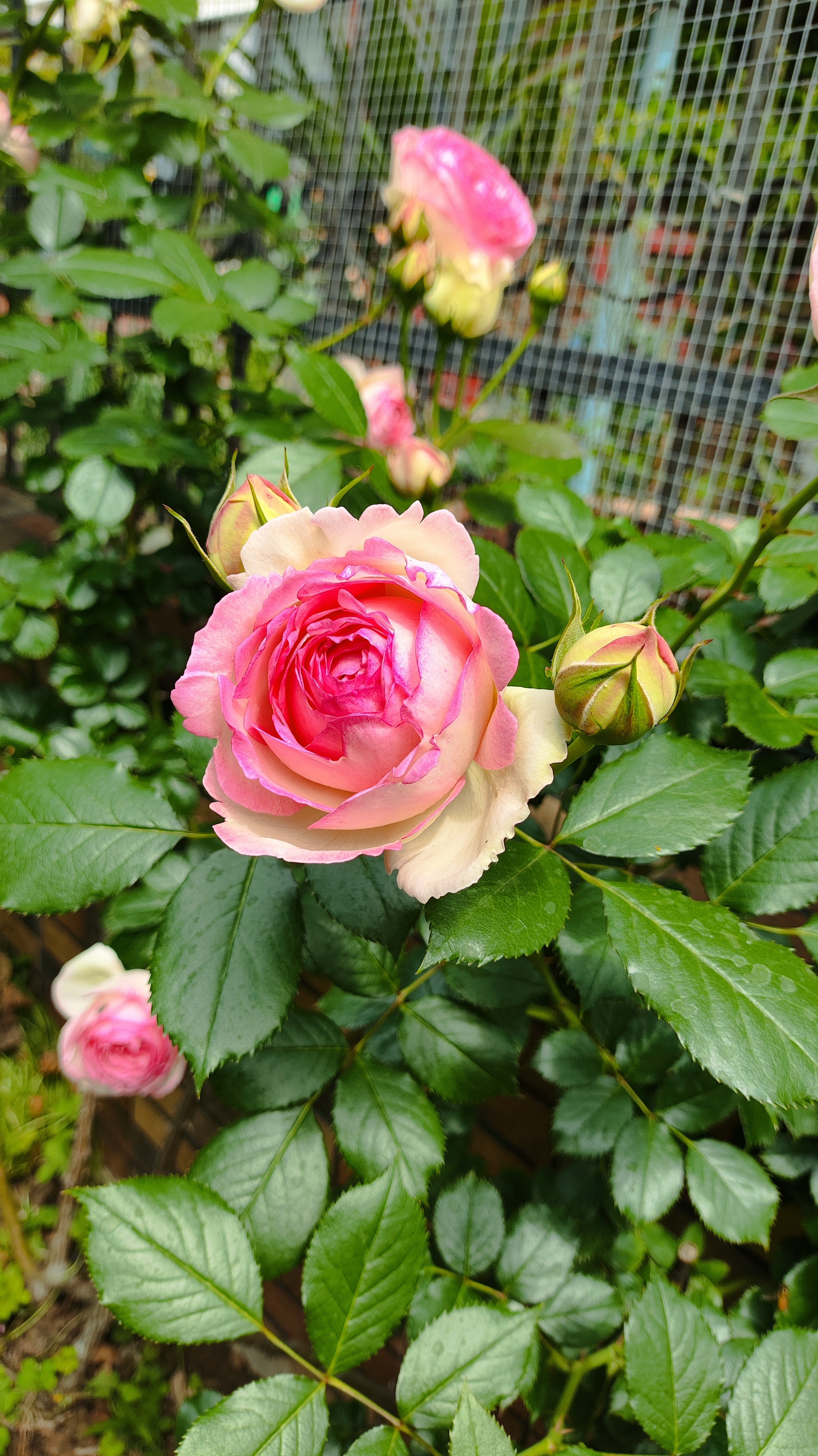 三月的樱花，桃花四月的啥花？肯定是满庭院的月季花大朵大朵的开放好像莫奈尔的花园微