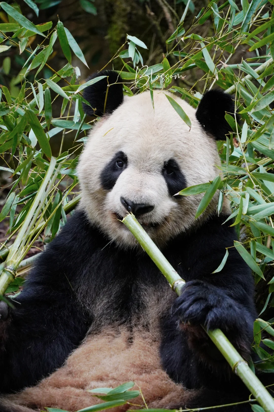 240327 竹叶环绕的德德大佬