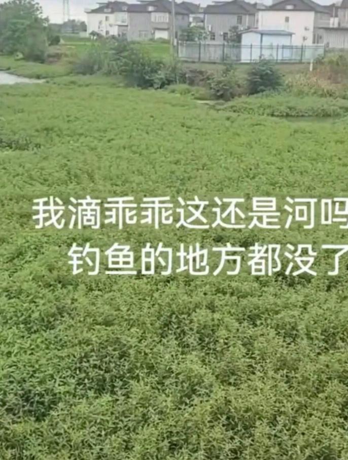市民反映：东台市时堰镇丁谢村河道，整片河面被厚厚的水生杂草大面积铺满。岸边芦苇、
