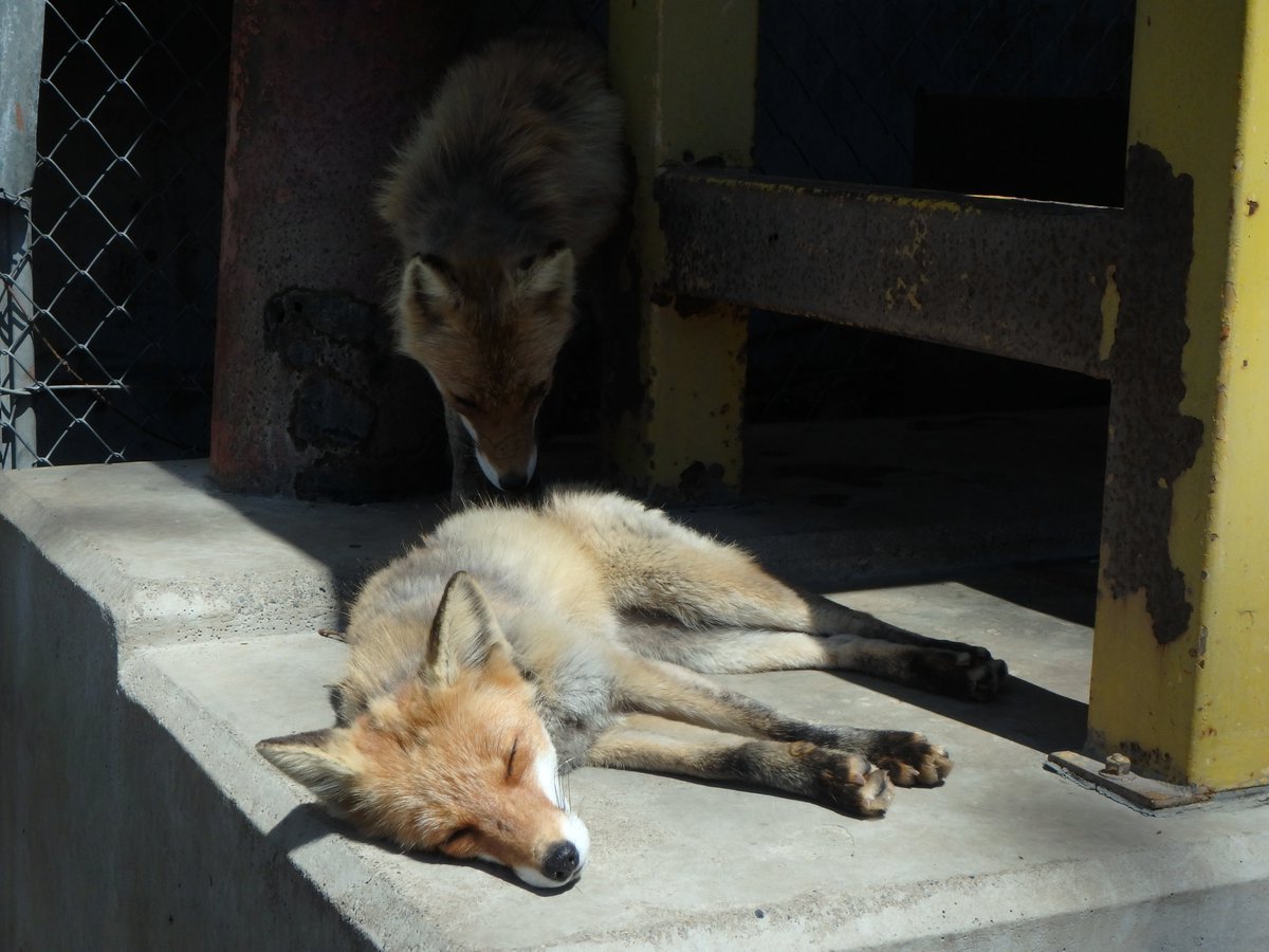 狐狸 🦊🦊小优酱有难啦！？…🤭©️mfmtbtmfm 
