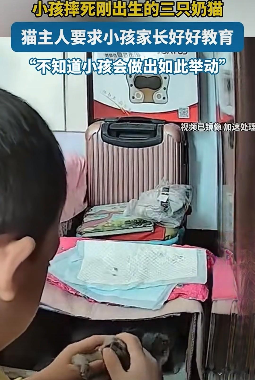 现在的一些小孩怎么会那么狠，将别人家刚出生的三只奶猫摔死完了，像扔皮球一样，完全
