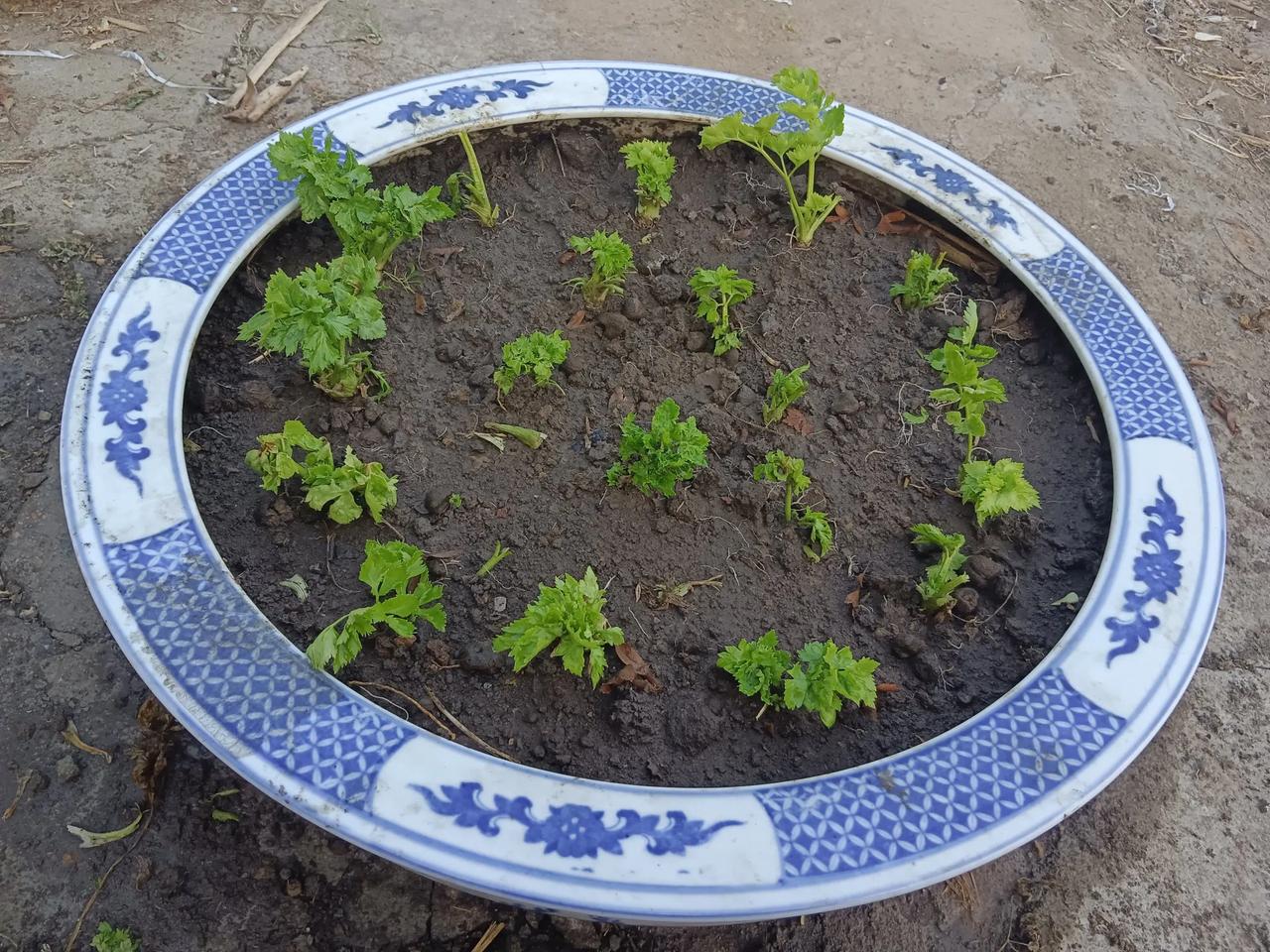 原来种多肉的大花盆改种芹菜了，冬天放在屋里，又有盆景绿植，还能吃上新鲜的芹菜，一