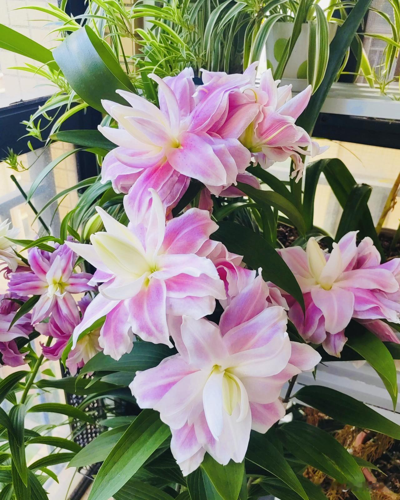 百合盛放，素瓣凝香，一室清雅，满心安然。