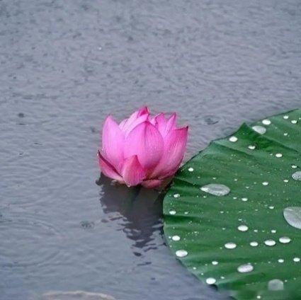 《散曲·双调·飞绪细雨中》～～天涯梦里是归途烟水江南，园林小径斜，倦客临亭。观荷
