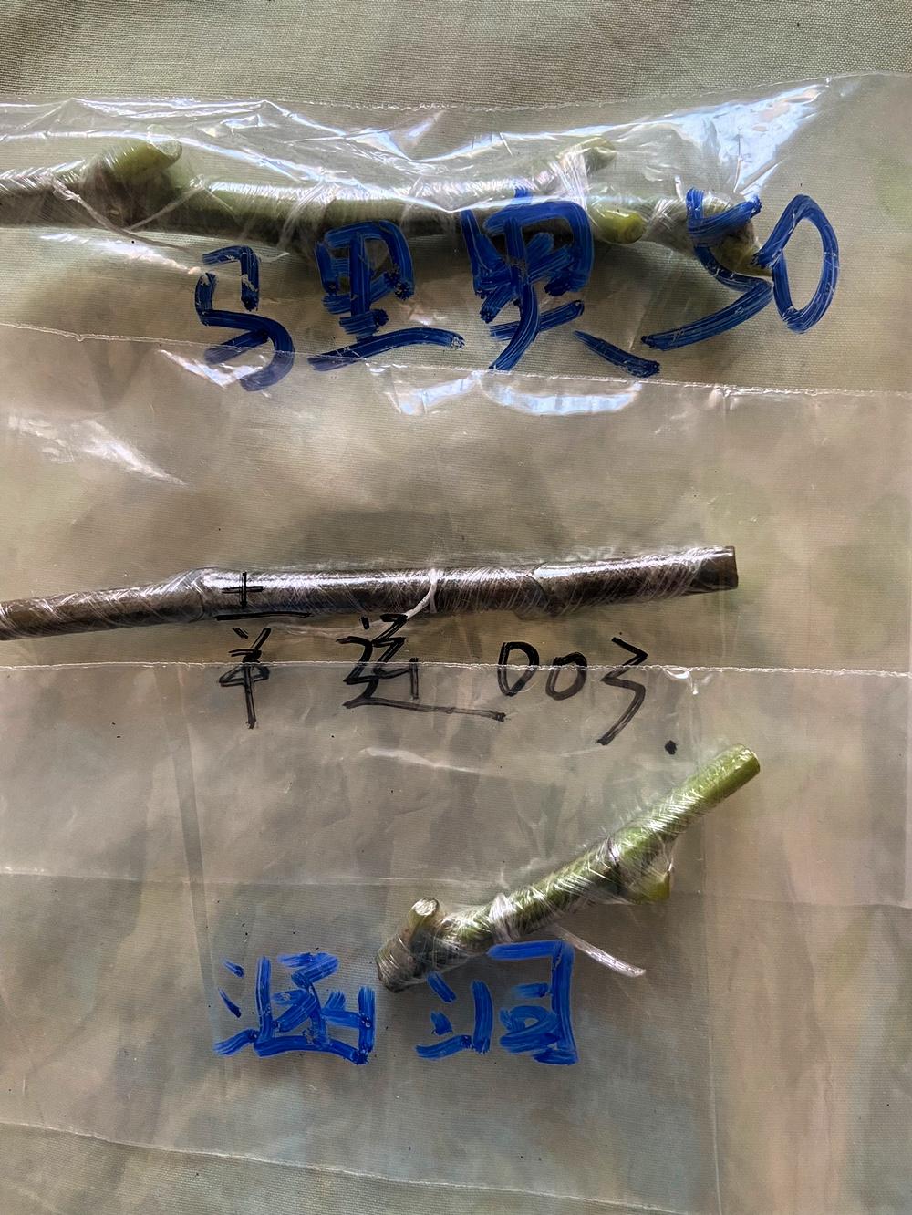 我算是彻底掉进无花果的坑里了，红美人、黑曼、涵洞、黑莓塔、骑士、马里奥50、海浪