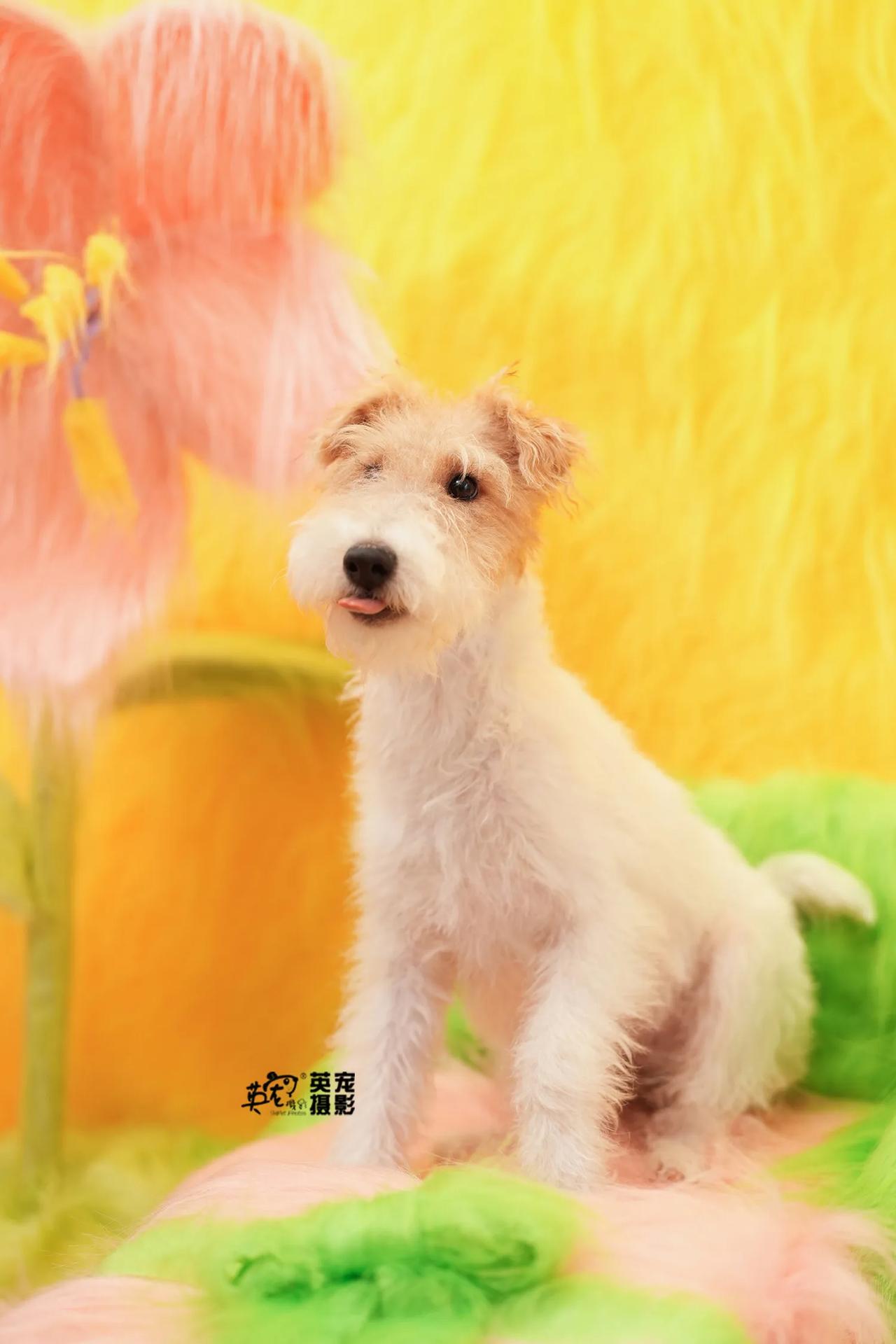 花花等你，毛毛暖暖
北京别墅店独家全新布景
188元即可体验🤩