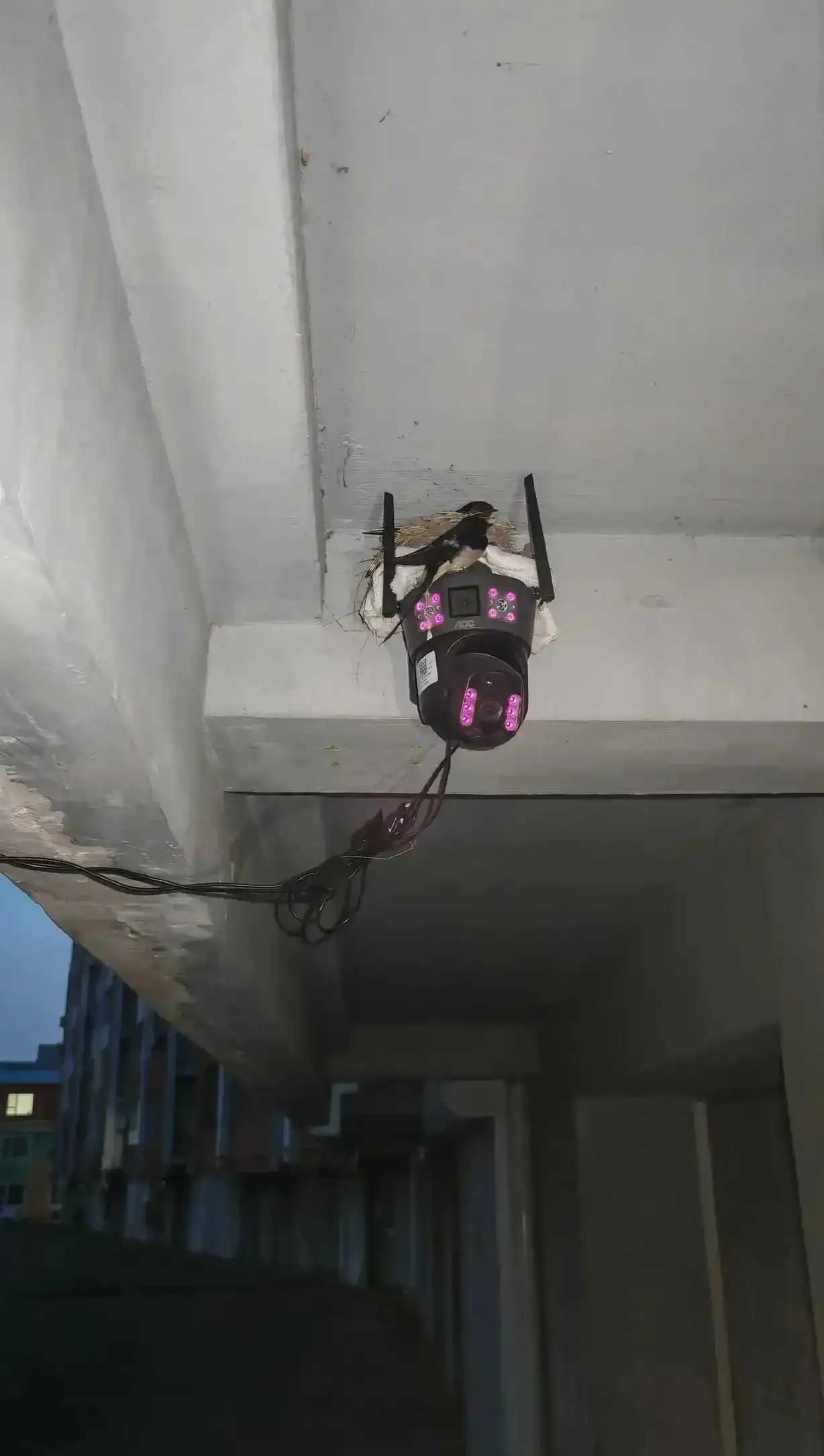 摄像头上有只鸟，怎么办