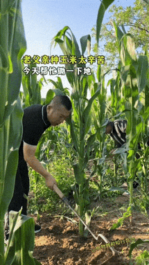 这一看就是不经常下地的新手，情有可原！