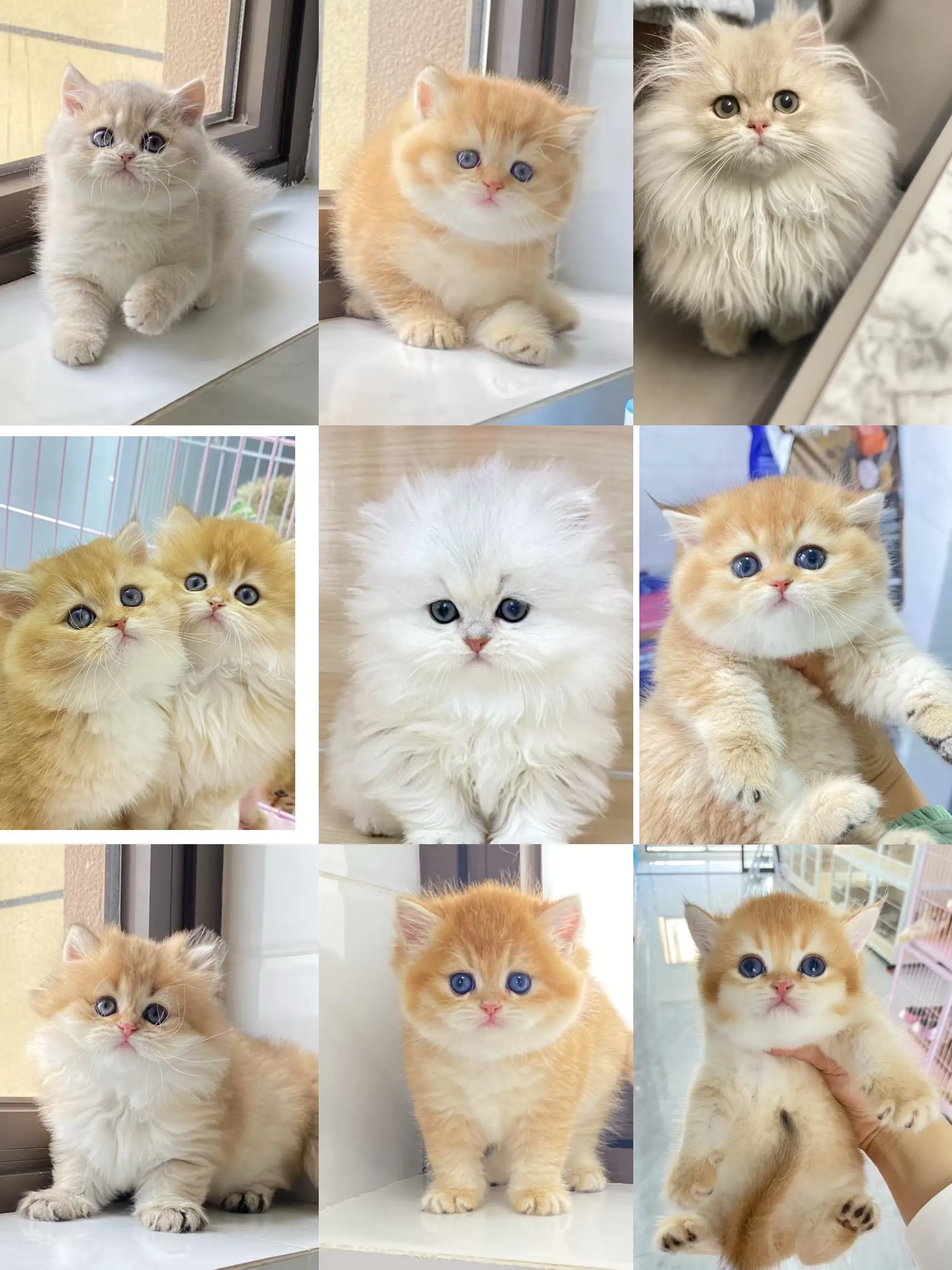 💥 2025年去新家的宝宝们