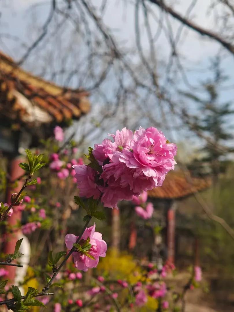 那一树一树的花开
是四季赠予春天的色彩
我想偷偷摘下一朵藏起来
等到百花凋残 冰