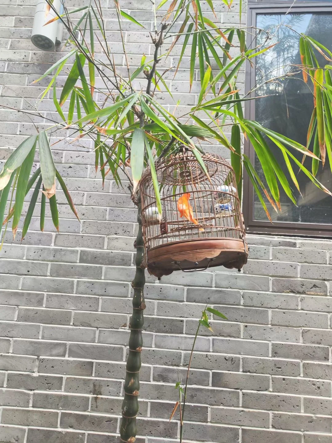 发现一个可爱的小动物