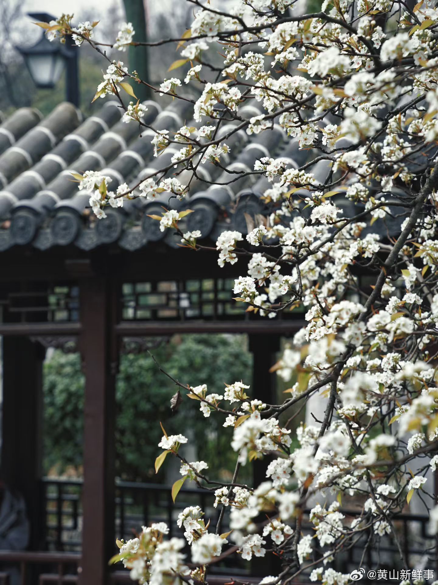 合肥包公园的莲舫美成了诗红灯笼垂着春的暖意，玉兰花漫过黛瓦檐角，浮在水上的莲舫，