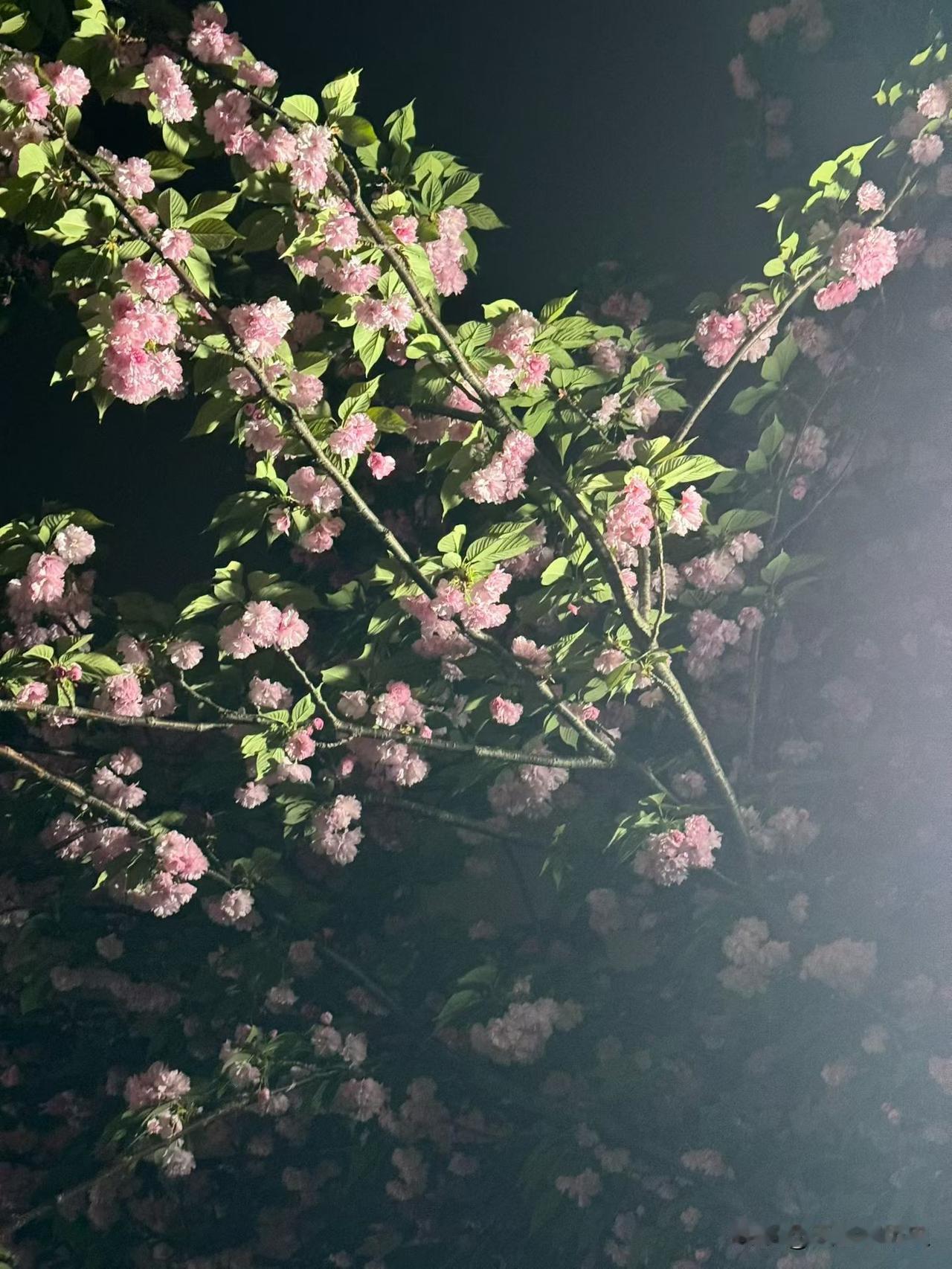 你们发现没有，微头条的流量感觉是有周期的一样。

我观察了自己好几个月，发现一个