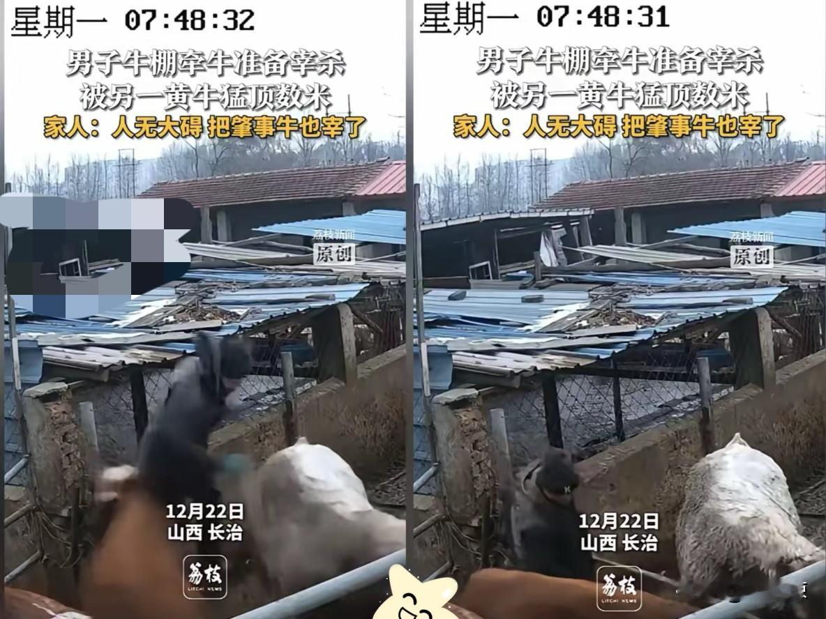 “这牛太可怕！”山西长治，一男子准备宰牛，正当他去牛棚牵牛时，身旁另一头黄牛突然