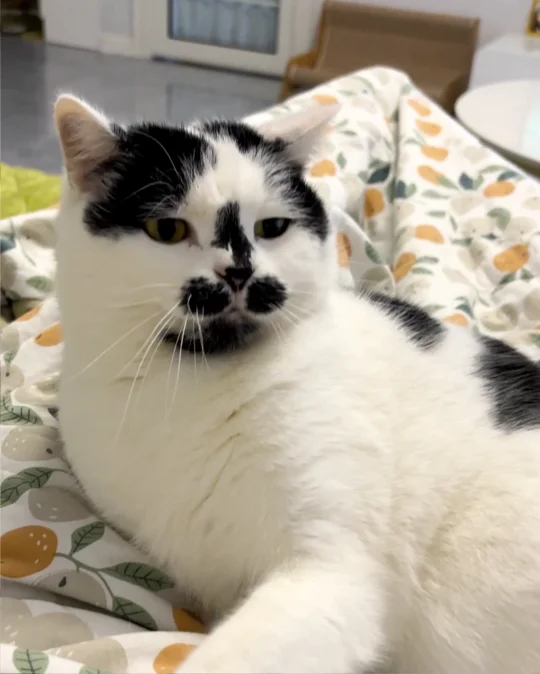 有的猫正脸一般，但是侧颜绝了！