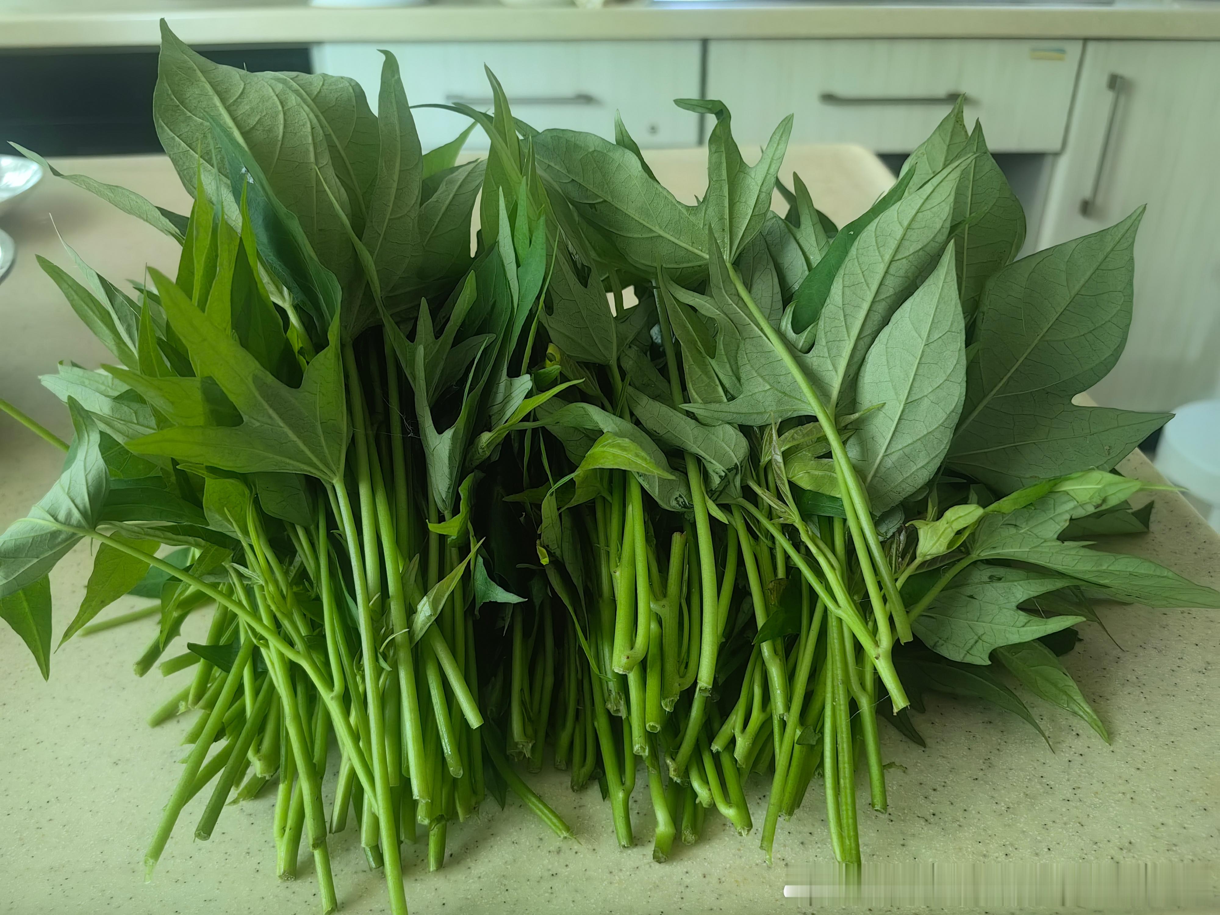 很快就有番茄茄子吃了主打一个听妈妈的话出太阳就浇水 阴天下雨放任自由生长小菜园全