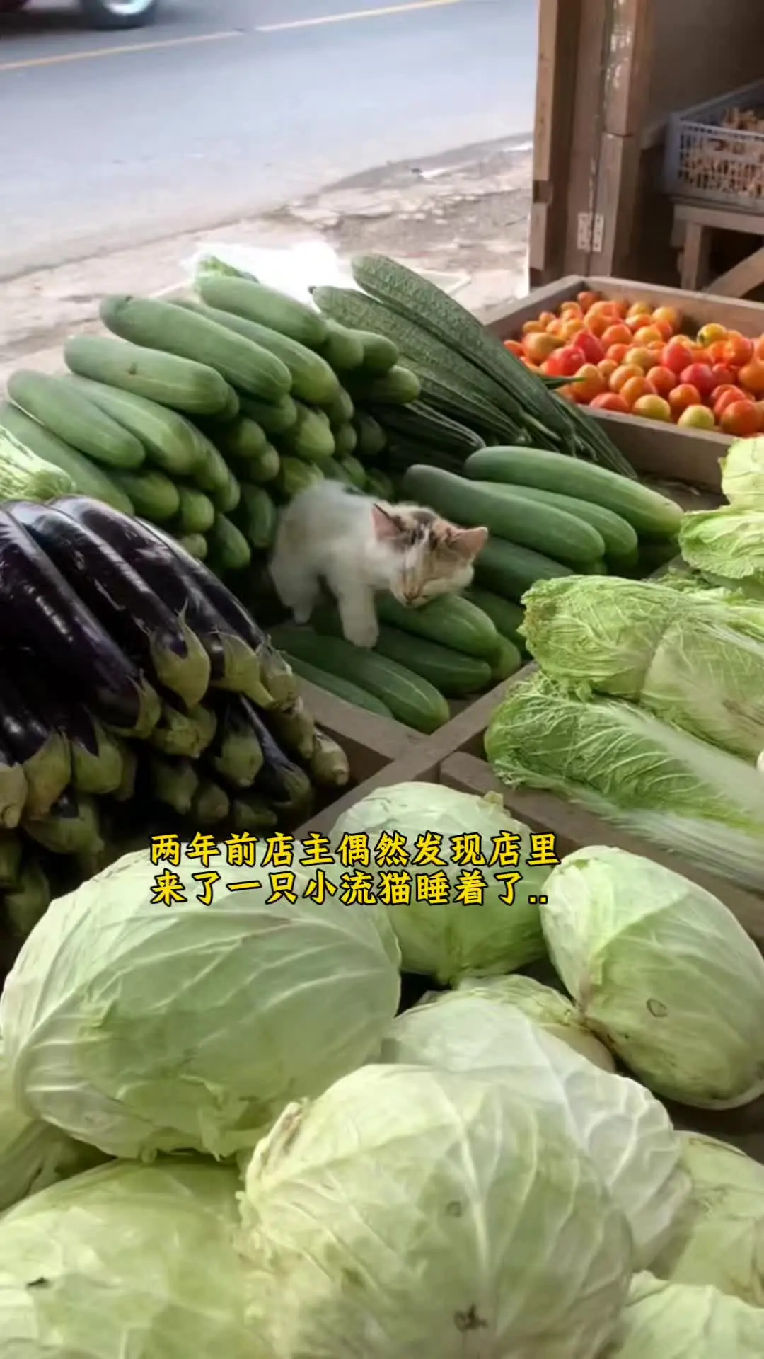 这小猫 卖菜的看了都迷糊