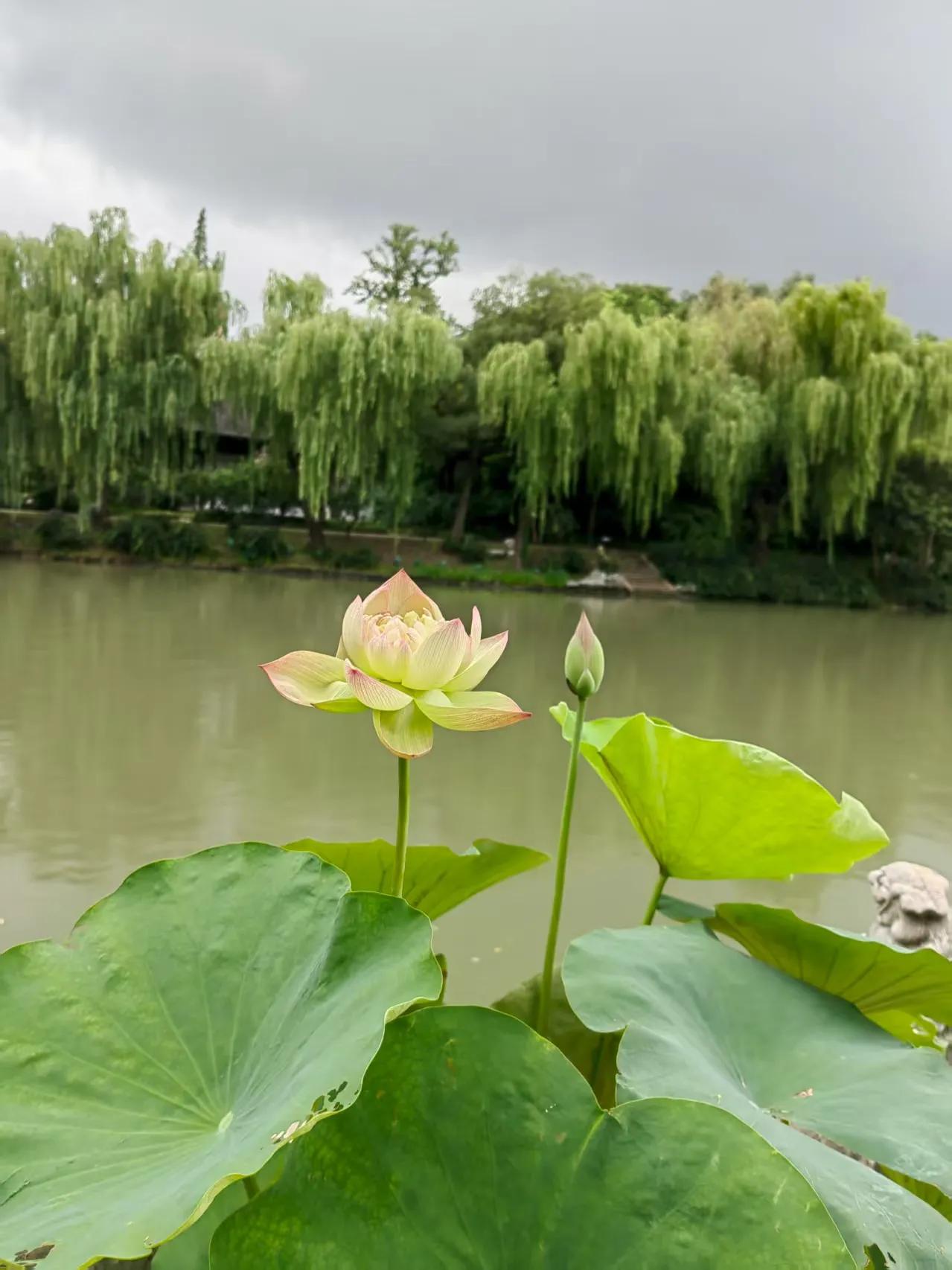 上联：秋霜催黄叶，诚邀下联夏雨携红花。亭亭水中立，何须游人夸。