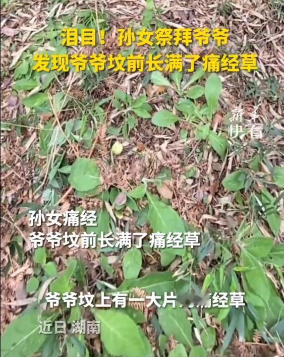 🐒“看哭了！”湖南一女子祭拜爷爷时，发现坟头竟然长满了痛经草，隔壁坟都没有，女