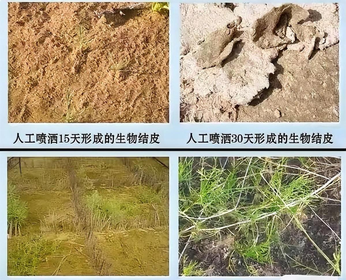 谁也没想到，治服沙漠的不是推土机，不是植树造林，而是一层薄薄的“活墨汁”。

1