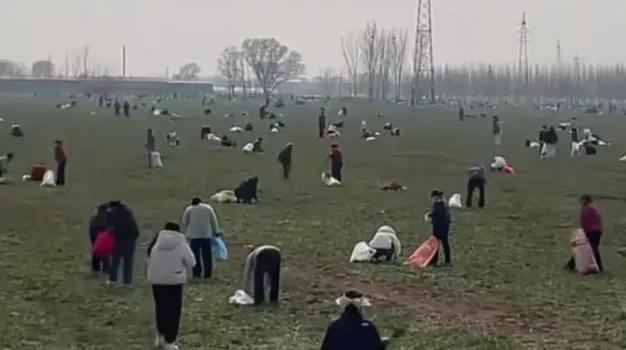 造谣一张嘴，辟谣跑断腿！河南200亩荠菜被抢事件有了新进展，官方通报确认，发布"