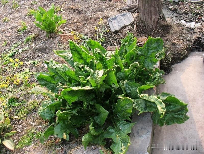 谁说这菜叶子不好的，这菜叶子可太好了！

感谢菜叶子让咱们普通创作者，也体验到苗