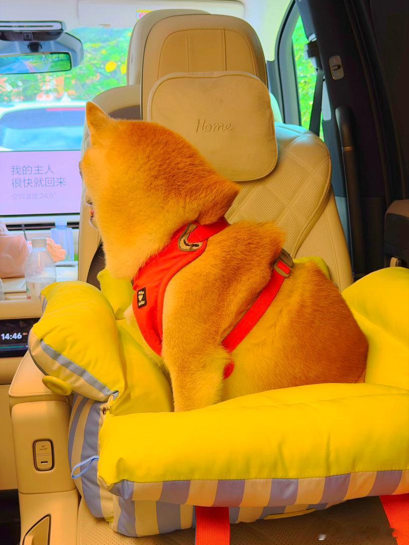 MEGA 二排座椅转过来以后很适合“傻狗”[doge] ​​​