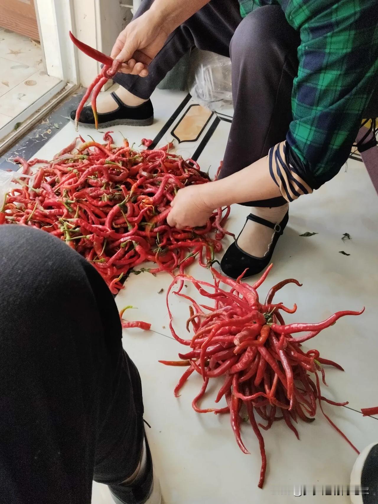 辣子丰收了，有多少人喜欢吃辣椒🌶️🌶️🌶️🌶️🌶️🌶️🌶️🌶️?