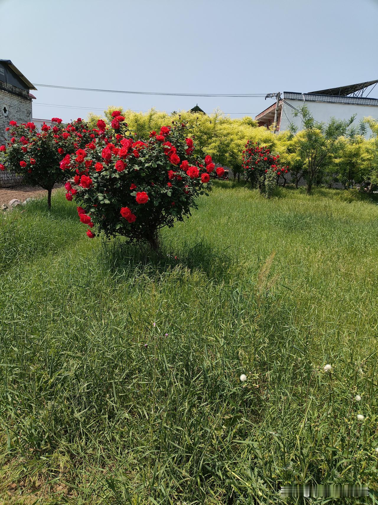 《主角》里总是重复放一首老歌：我从山中来，带着兰花草.....
这首歌我听着特别