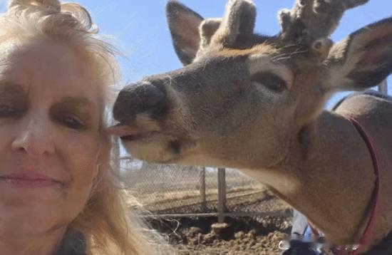 美国一女子热衷救鹿12年 最终却命丧鹿手一名热衷救助白尾鹿群的女子，在自己倾注心
