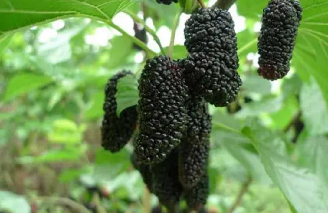 《摘桑葚》
桑葚好吃太难摘，树高人矮望探来，
好不容易够到枝，顺其自然搬下来。