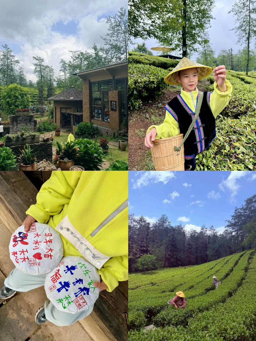 云南腾冲｜雨天里的大地茶海🍵吸氧ing